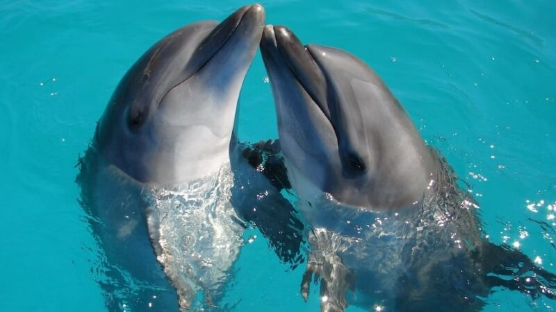 Nadar con delfines en Cancun