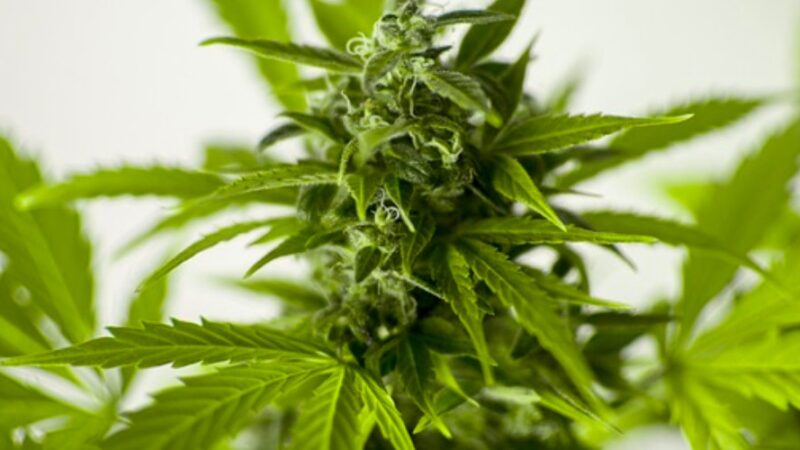 Todo lo que debes saber para el cultivo de marihuana