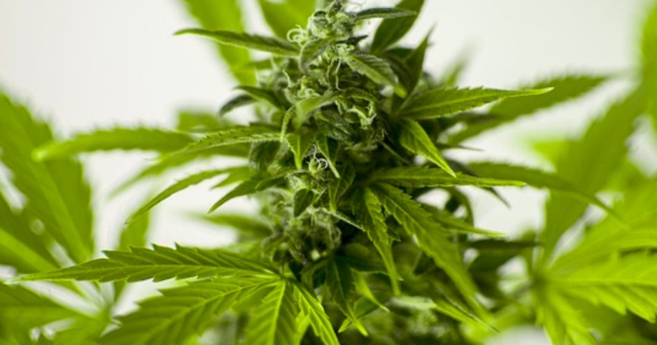 Todo lo que debes saber para el cultivo de marihuana