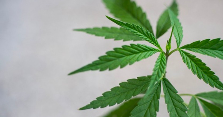 Los mejores sustratos para el desarrollo de plantas de marihuana