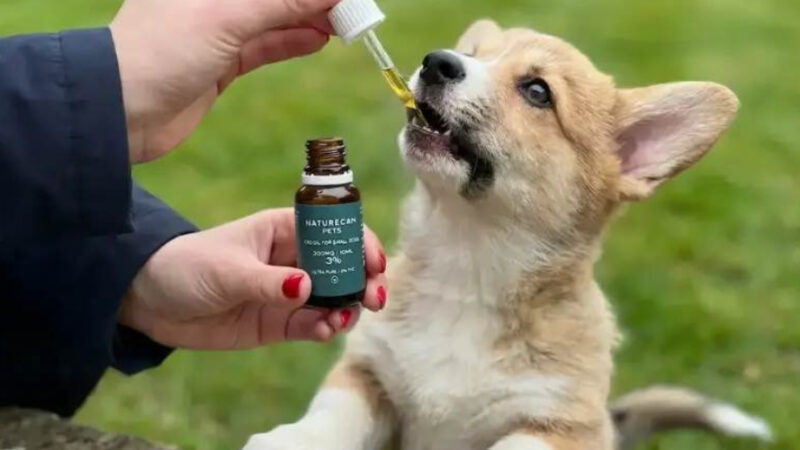 CBD para perros y mascotas