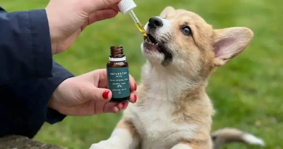 Comprar CBD en España: guía completa para elegir aceite de calidad